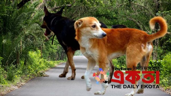 প্রতীকী ছবি।