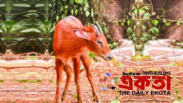 বিলুপ্ত প্রজাতির হরিণ শ্রেণির লাল গোরাল।